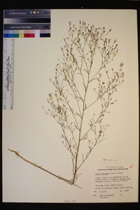 Navarretia leptalea image